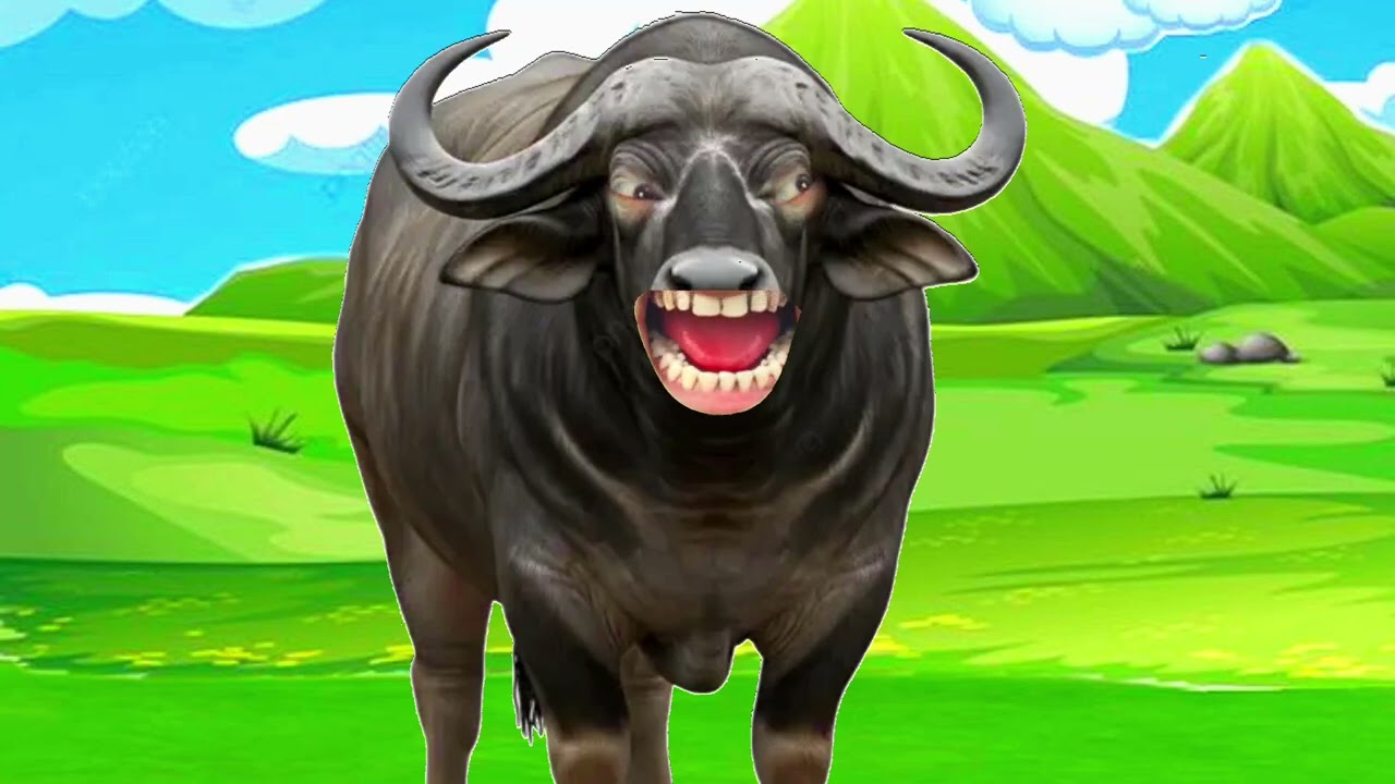 Cow boli amba/ cow guru gay/ cow sounds cartoon cow video/ 