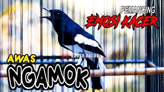 KACER NEMBAK NGEROL, PEMANCING EMOSI KACER LAIN AGAR NGAMOK