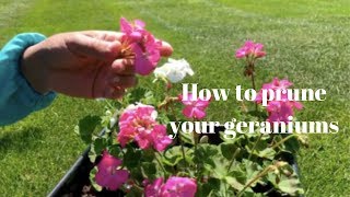 Pruning and trimming Geraniums