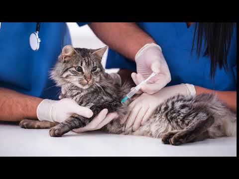 Video: Natura Pet Issues Frivillig tilbakekalling over Salmonella Bekymringer