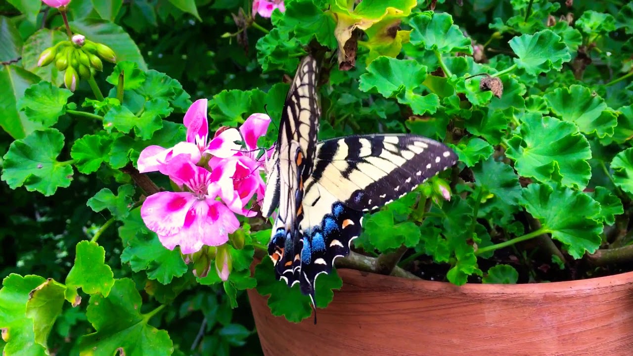 The most Beautiful Butterfly eating flower nectar.