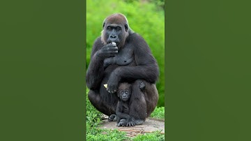 Thumbnail of African gorilla sound
