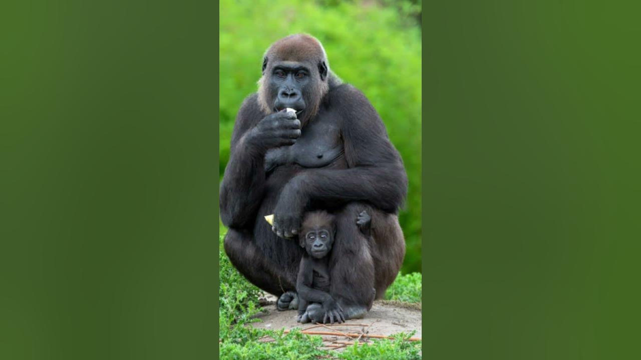 African gorilla sound