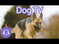 Dog TV: Virtual Beach Walk with Deeply Relaxing Dog Music - 4K Dog Entertainment