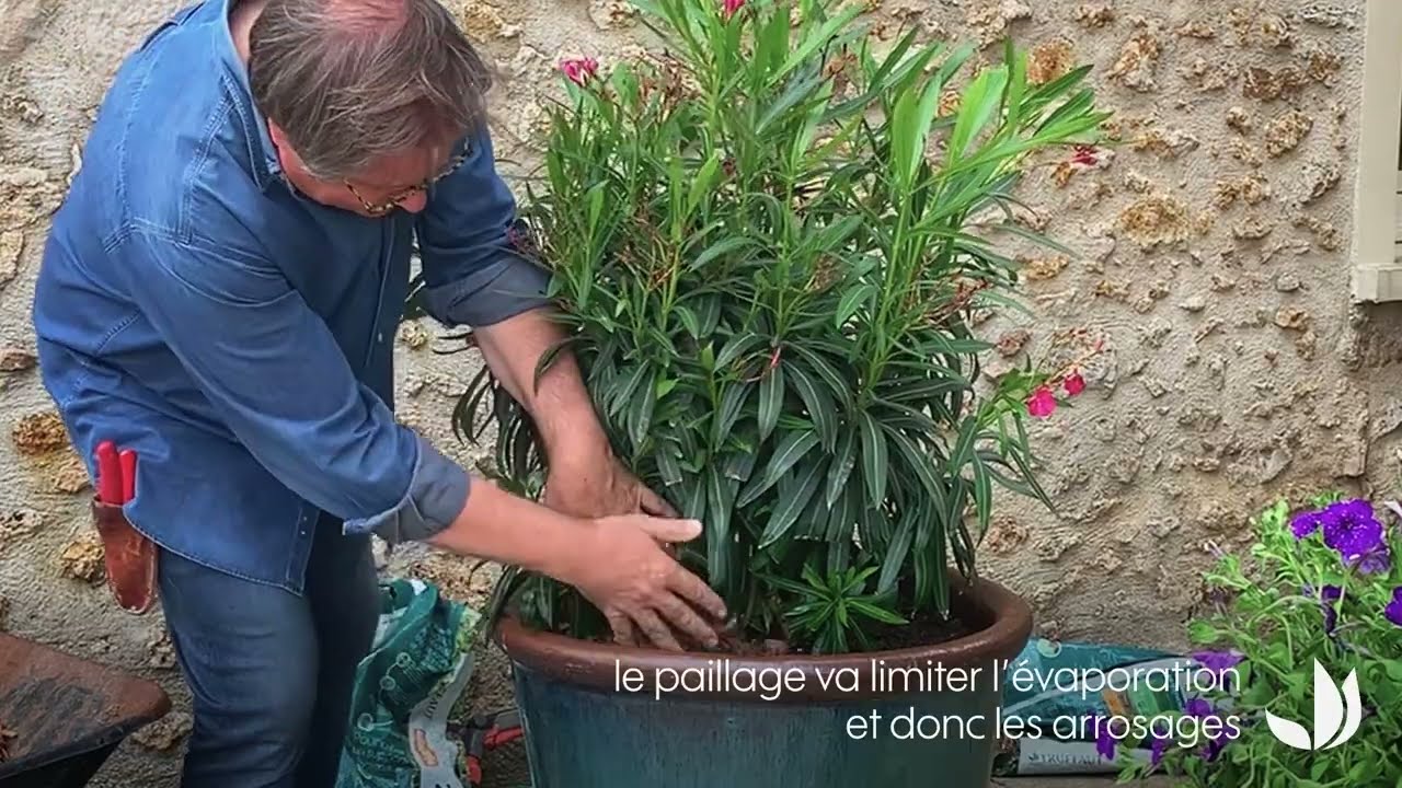 Citronnier et son cache pot en zinc