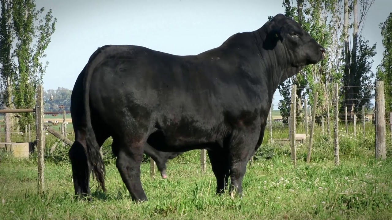BARAQ • SULTANA FRANCESCO 1508 AON T/E • Semen Disponible