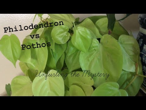 วีดีโอ: Pothos หรือ Philodendron: ความแตกต่างระหว่าง Pothos และ Philodendrons