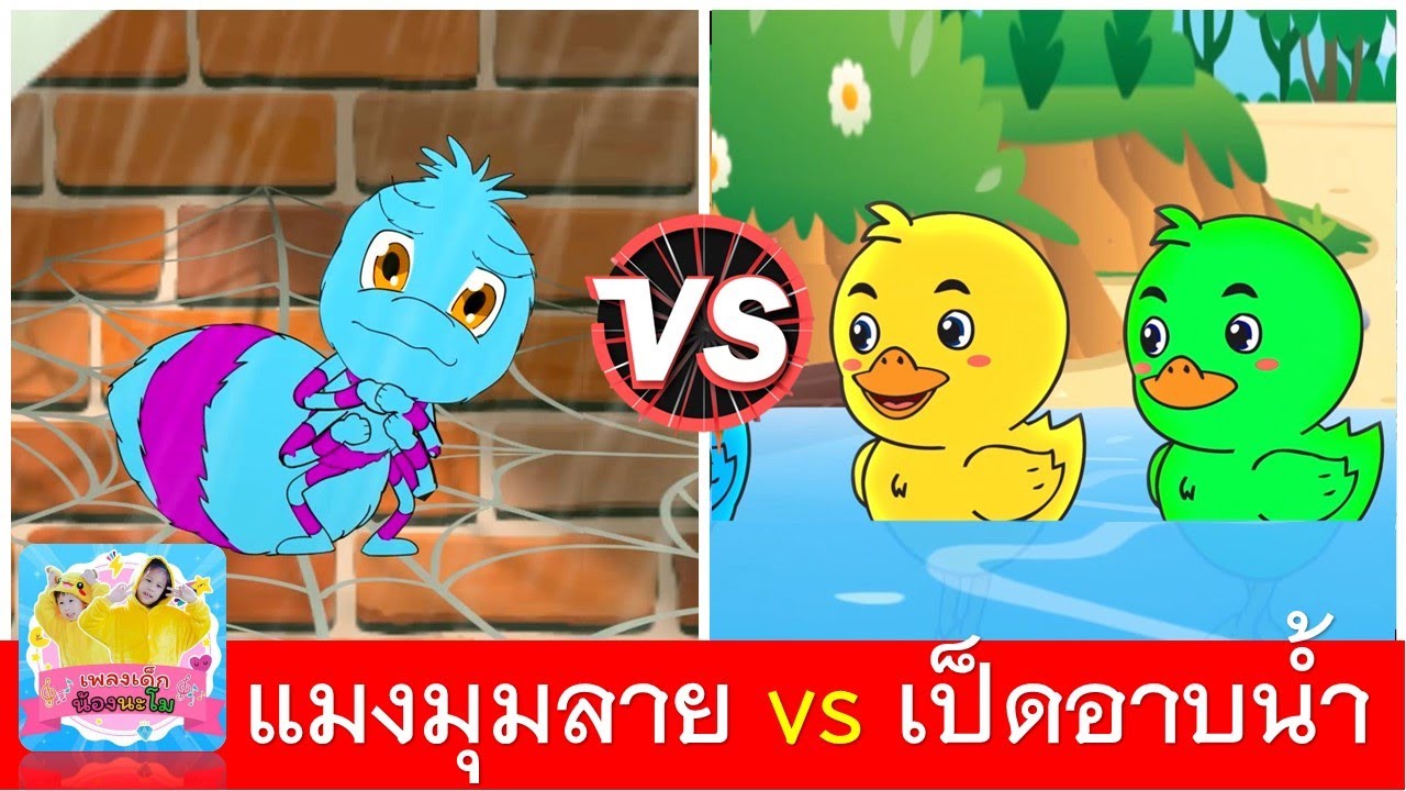แมงมุมลาย vs เป็ดอาบน้ำ