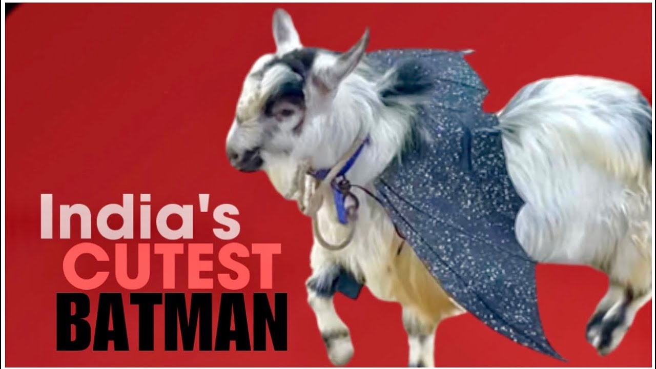 Bantam Bana Batman, The Flying Goat in JD Goat Farm Fancy Dress Contest ...