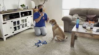 Helping Digs Get Over His Fear of the Harness
