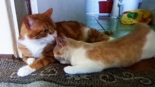 Maggie The Kitten Loves Muffin The Cat