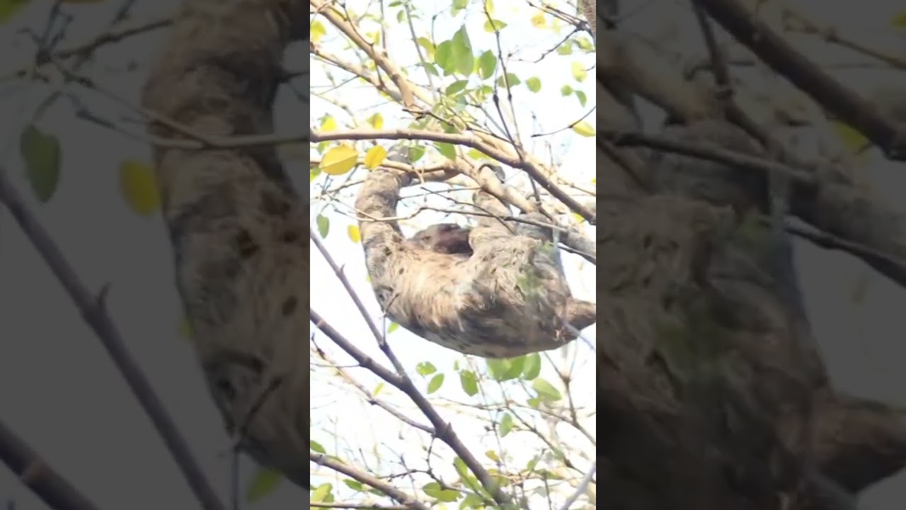 The Extreme Life Of A Sloth 