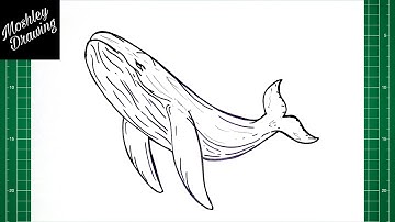 How to Draw a Humpback Whale Easy