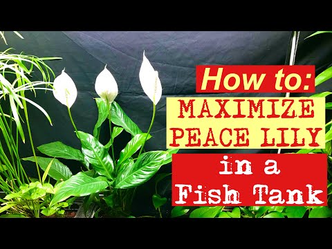 🐟🪴💪How to: Maximize PEACE LILY in a  fish tank 💪🪴🐟