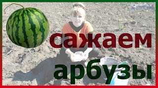 Арбузы посадка выращивание уход семена. Как посадить арбузы. Как выращивать арбузы. Арбузы посадка выращивание уход семена. Как посадить арбузы. Как выращивать арбузы.
