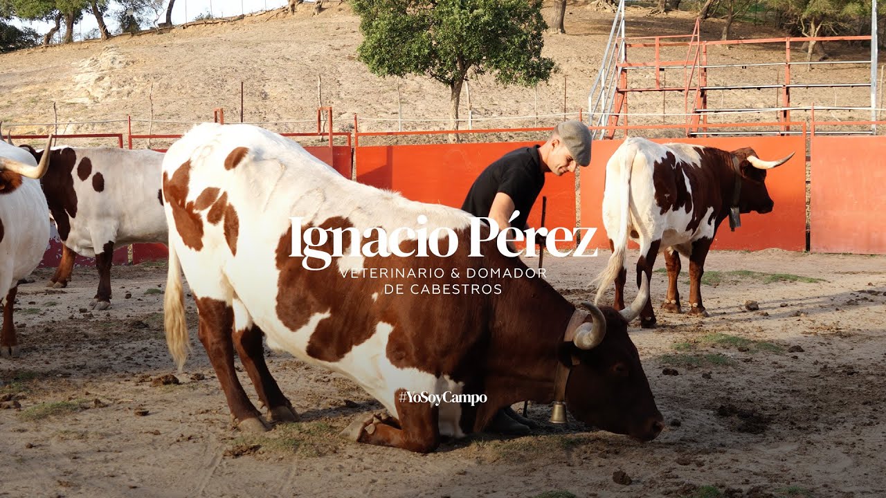Ignacio Pérez, uno de los últimos cabestreros de España
