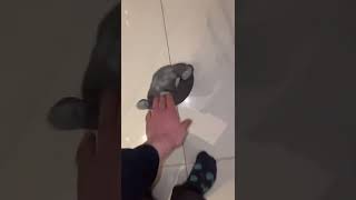 #Shorts Amazing Products TikTok Video | Gorilla toy