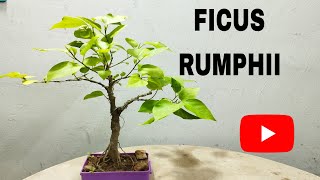 Ficus Rumphii bonsai