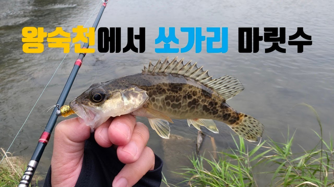 [EP. 4] 도심하천으로 나가본 첫 쏘가리 낚시