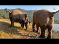 Introduce baby elephant wan mai first time to river   eleflix