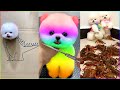 30 minutes with top 100 cutest and funniest pomeranians in the world 509