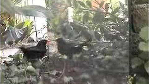 Bird fighting himself in mirror