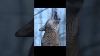 Herkes Gün Olur Evine Geri Dönerezel