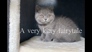 A very kitty fairytale // British shorthair kittens by Nicki's Kitty's 2,293 views 3 years ago 4 minutes, 53 seconds