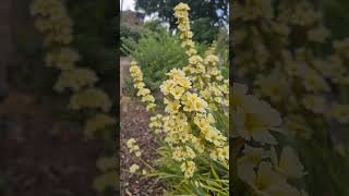 Sisyrinchium striatum flowers #beautifulflowers #flowers