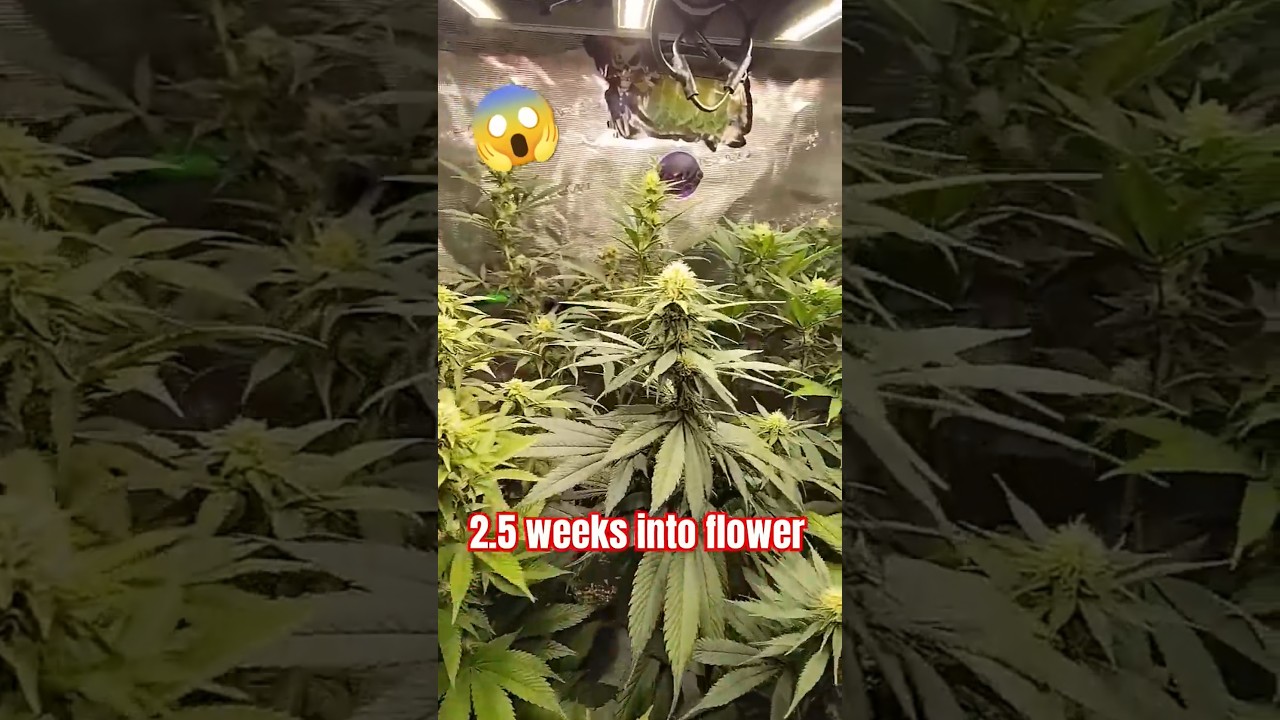 MONSTERS ARE REAL!! 2.5 Weeks Into Flower😱 G13 Haze, Banana Jealousy, Lemon Amnesia!!! 