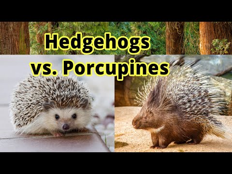 Hedgehogs vs. Porcupines: How to Distinguish Them???