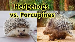 Hedgehogs vs. Porcupines: How to Distinguish Them???