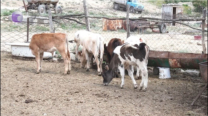 Xızıda bu günə qədər görünməyən iri buynuzlu heyvan oğurluğu - TƏFƏRRÜATLAR