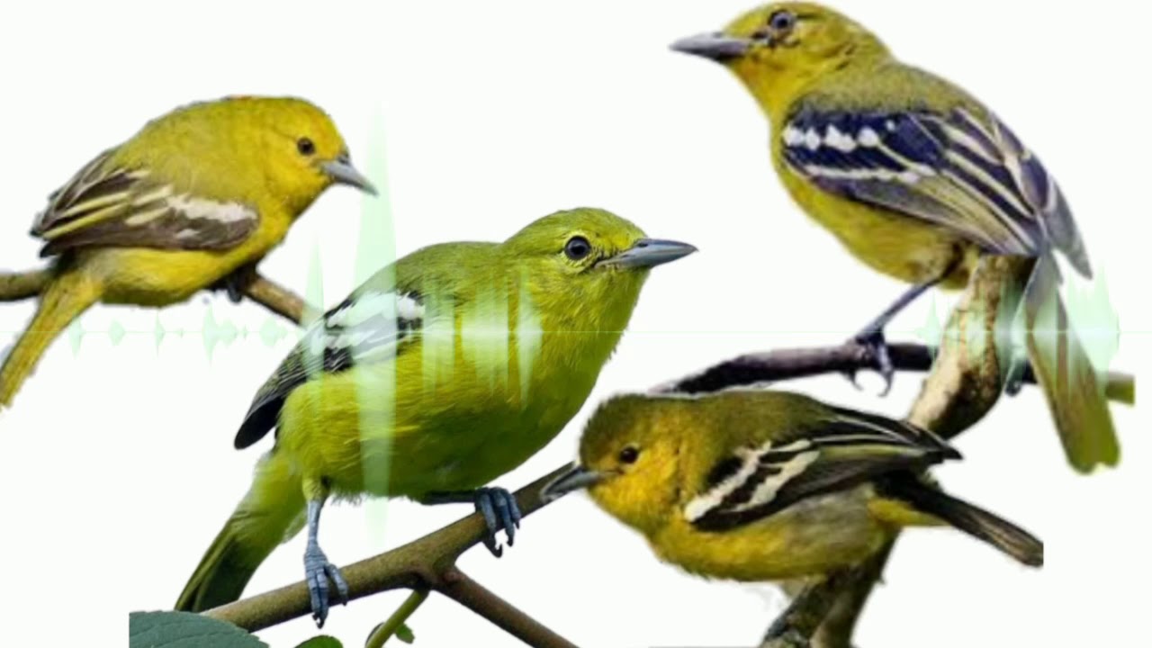 mp3 suara burung sirtu gancor memanggil lawan 