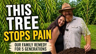 White Willow Tree for Pain: Our Family’s Remedy for 5 Generations