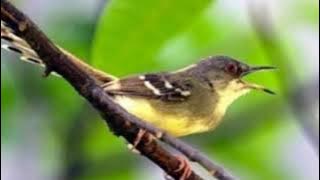Suara Burung Ciblek Merdu Gacor | The Sound of the Ciblek Bird, the melodious Gacor | 0139