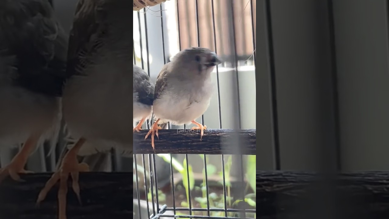 prediksi jenis kelamin zebra finch 