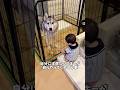 自由大好きハスキーが赤ちゃんから離れない理由#ハスキン#シベリアンハスキー#ハスキー#犬と赤ちゃん#家族