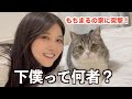 もちまる日記の家に突撃してみた!