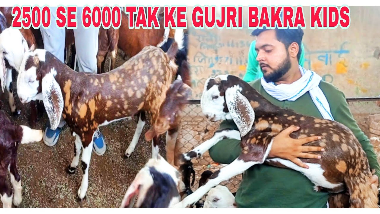 2500-se-6000-tak-ke-jaipur-live-bakraeidspecial-bakra-youtube