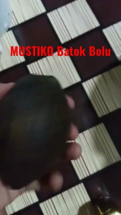 Mustiko Batok Bolu #mbahkliwon #mustika #shorts