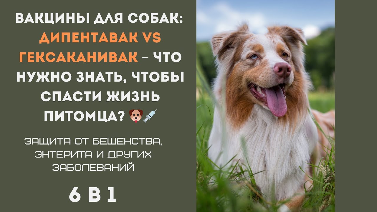 Вакцины для собак: Дипентавак и Гексаканивак – что выбрать? 🐶💉