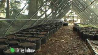 Cultivating Mushrooms at Nikko Farm