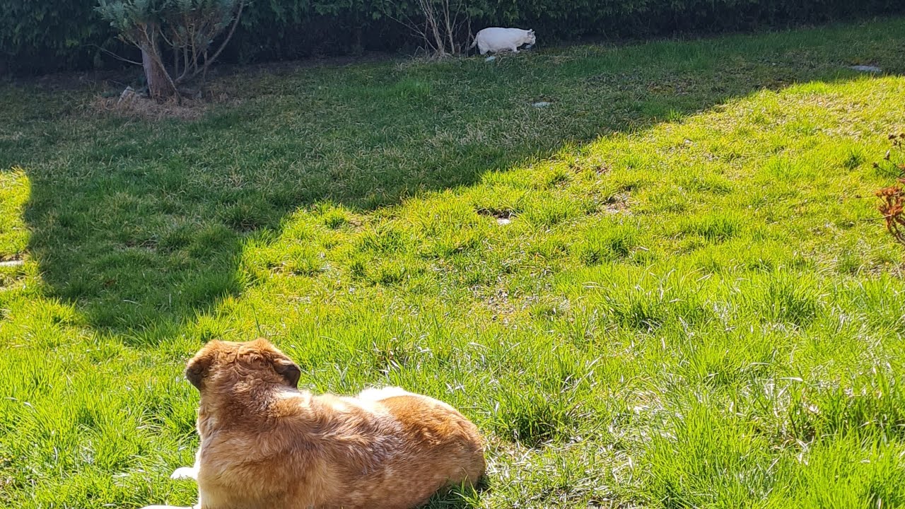 Tabby und ihre Freunde genießen die Sonne ☀️