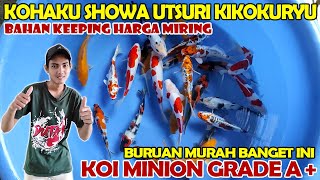 BIBIT UNGGUL ? BIBIT KOI GRADE A LAYAK DIBESARKAN ❗❗ KOHAKU SHOWA UTSURI KIKOKURYU CAKEP