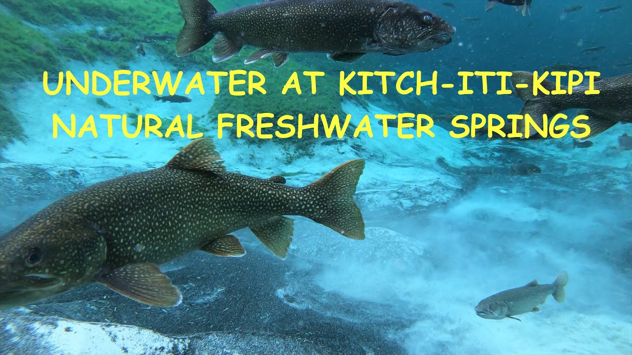 Underwater Look At Kitchitikipi Natural Freshwater Springs And