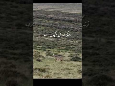 انتخاب آدم دشوار ترین کار است شعر دکلماتور دکلمه گرگ جمله سازی