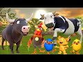 El Pollito y el Tractor de la Granja | Escapando del Toro y del Pollito| La Granja de Zenón La Vaca