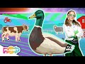  farm animals song   esl kids songs  english for kids  planet pop  learn english