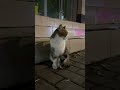 Waiting For Someone? 🥺 Cute Night Encounter #cat #pets #cute